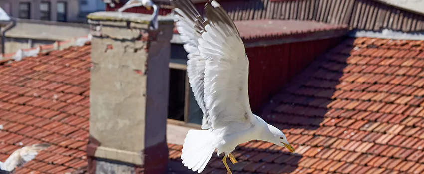 Residential Chimney Animal Removal Solution in La Habra, CA
